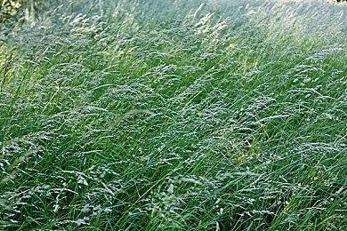 《动物之井》单人开发者：曾制作了很多废弃的房间